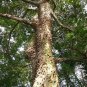 20 Kapok (Silk Cotton Tree), Ceiba pentandra, Tree Seeds (Fast, Tropical)