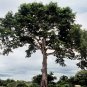 20 Kapok (Silk Cotton Tree), Ceiba pentandra, Tree Seeds (Fast, Tropical)