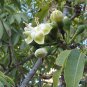 20 Kapok (Silk Cotton Tree), Ceiba pentandra, Tree Seeds (Fast, Tropical)