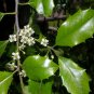 30 American Holly, Ilex opaca, Tree Seeds (Fragrant, Showy, Hardy Evergreen)