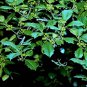 30 American Holly, Ilex opaca, Tree Seeds (Fragrant, Showy, Hardy Evergreen)