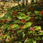 30 American Holly, Ilex opaca, Tree Seeds (Fragrant, Showy, Hardy Evergreen)