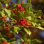 30 American Holly, Ilex opaca, Tree Seeds (Fragrant, Showy, Hardy Evergreen)