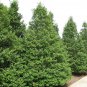 30 American Holly, Ilex opaca, Tree Seeds (Fragrant, Showy, Hardy Evergreen)