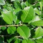 30 American Holly, Ilex opaca, Tree Seeds (Fragrant, Showy, Hardy Evergreen)