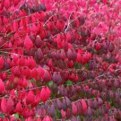 20 Burning Bush, Euonymus alatus, Seeds (Fall Color, Hardy, Hedge)
