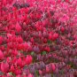 20 Burning Bush, Euonymus alatus, Seeds (Fall Color, Hardy, Hedge)