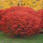 20 Burning Bush, Euonymus alatus, Seeds (Fall Color, Hardy, Hedge)