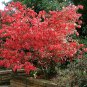 20 Burning Bush, Euonymus alatus, Seeds (Fall Color, Hardy, Hedge)