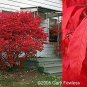 20 Burning Bush, Euonymus alatus, Seeds (Fall Color, Hardy, Hedge)