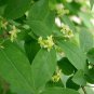 20 Burning Bush, Euonymus alatus, Seeds (Fall Color, Hardy, Hedge)