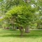 20 Burning Bush, Euonymus alatus, Seeds (Fall Color, Hardy, Hedge)