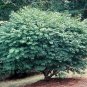 20 Burning Bush, Euonymus alatus, Seeds (Fall Color, Hardy, Hedge)
