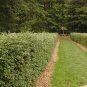 20 Burning Bush, Euonymus alatus, Seeds (Fall Color, Hardy, Hedge)
