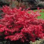 20 Burning Bush, Euonymus alatus, Seeds (Fall Color, Hardy, Hedge)
