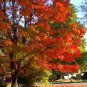 20 Sugar Maple, Acer saccharum, Northern, Tree Seeds (Showy Fall Color, Hardy)