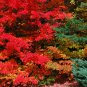20 Sugar Maple, Acer saccharum, Northern, Tree Seeds (Showy Fall Color, Hardy)
