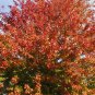 20 Sugar Maple, Acer saccharum, Northern, Tree Seeds (Showy Fall Color, Hardy)