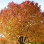 20 Sugar Maple, Acer saccharum, Northern, Tree Seeds (Showy Fall Color, Hardy)