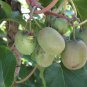 50 Hardy Kiwi, Actinidia arguta, Vine Seeds (Fast, Fragrant, Edible)