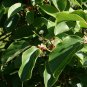 50 Hardy Kiwi, Actinidia arguta, Vine Seeds (Fast, Fragrant, Edible)