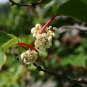 50 Hardy Kiwi, Actinidia arguta, Vine Seeds (Fast, Fragrant, Edible)