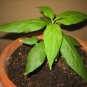 50 Hardy Kiwi, Actinidia arguta, Vine Seeds (Fast, Fragrant, Edible)