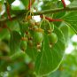50 Hardy Kiwi, Actinidia arguta, Vine Seeds (Fast, Fragrant, Edible)