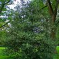 20 English Holly, Ilex aquifolium, Tree Seeds (Showy Evergreen, Hedge)