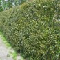 20 English Holly, Ilex aquifolium, Tree Seeds (Showy Evergreen, Hedge)