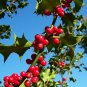 20 English Holly, Ilex aquifolium, Tree Seeds (Showy Evergreen, Hedge)