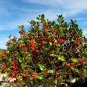 20 English Holly, Ilex aquifolium, Tree Seeds (Showy Evergreen, Hedge)
