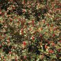 20 English Holly, Ilex aquifolium, Tree Seeds (Showy Evergreen, Hedge)