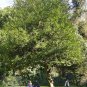20 English Holly, Ilex aquifolium, Tree Seeds (Showy Evergreen, Hedge)