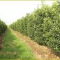 20 English Holly, Ilex aquifolium, Tree Seeds (Showy Evergreen, Hedge)