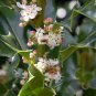 20 English Holly, Ilex aquifolium, Tree Seeds (Showy Evergreen, Hedge)