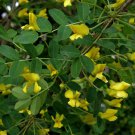 30 Siberian Pea Tree, Caragana arborescens, 30 Seeds (Hardy, Fragrant, Hedge)