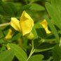 30 Siberian Pea Tree, Caragana arborescens, 30 Seeds (Hardy, Fragrant, Hedge)
