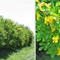 30 Siberian Pea Tree, Caragana arborescens, 30 Seeds (Hardy, Fragrant, Hedge)