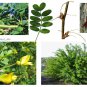 30 Siberian Pea Tree, Caragana arborescens, 30 Seeds (Hardy, Fragrant, Hedge)