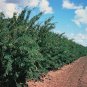 30 Siberian Pea Tree, Caragana arborescens, 30 Seeds (Hardy, Fragrant, Hedge)