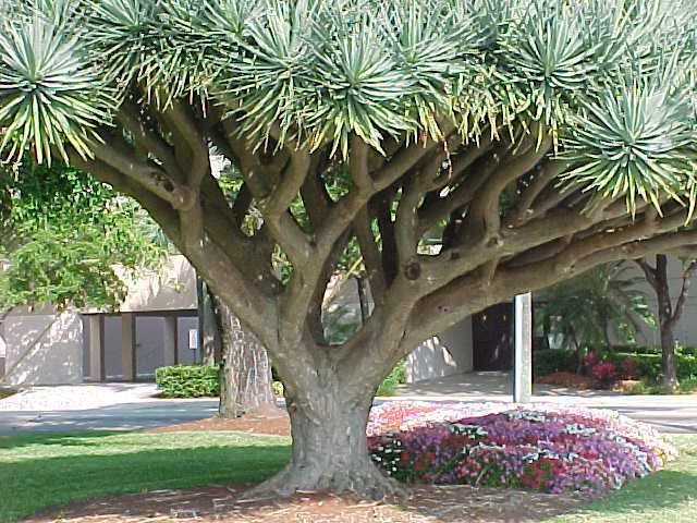 5 Dragon Tree, Dracaena draco, Tree Seeds (Showy Evergreen)