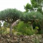 5 Dragon Tree, Dracaena draco, Tree Seeds (Showy Evergreen)