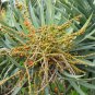 5 Dragon Tree, Dracaena draco, Tree Seeds (Showy Evergreen)