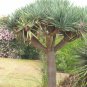 5 Dragon Tree, Dracaena draco, Tree Seeds (Showy Evergreen)