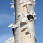 50 Weeping White Birch, (Silver Birch), Betula pendula alba, Tree Seeds (Fast)
