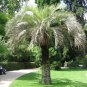 4 Jelly Palm, (Pindo Palm), Butia capitata, Tree Seeds (Edible, Showy Tropical)