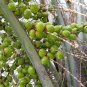4 Jelly Palm, (Pindo Palm), Butia capitata, Tree Seeds (Edible, Showy Tropical)