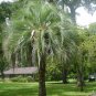 4 Jelly Palm, (Pindo Palm), Butia capitata, Tree Seeds (Edible, Showy Tropical)