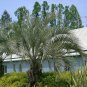 4 Jelly Palm, (Pindo Palm), Butia capitata, Tree Seeds (Edible, Showy Tropical)